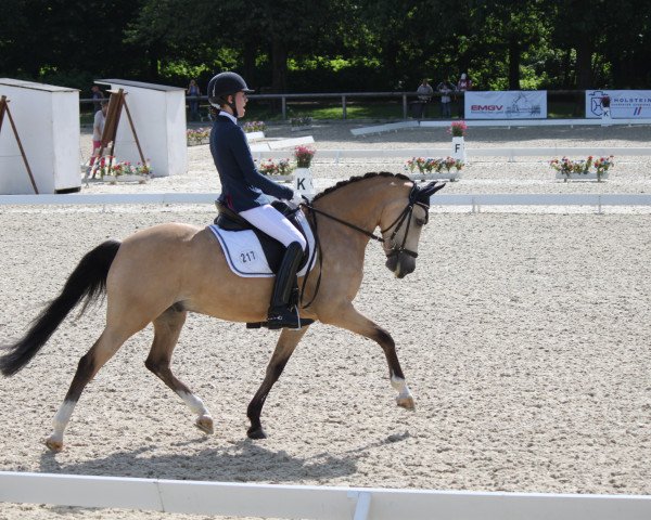 dressage horse Rohlsdorfs Caspar de Luxe (German Riding Pony, 2009, from FS Champion de Luxe) dressage horse Rohlsdorfs Caspar de Luxe (German Riding Pony, 2009, from FS Champion de Luxe)