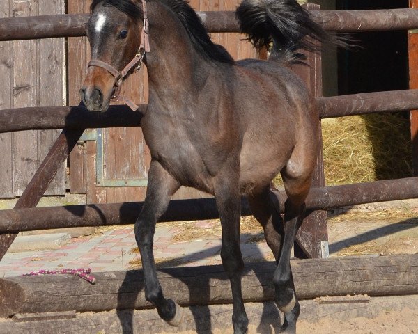 broodmare AE Egyptian Shani (Arabian purebred, 2015, from AE Haalim Jamil EAO)