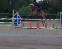 jumper Gipsy 989 (unknown, 2006)
