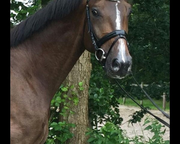 dressage horse Delf di Dante (Oldenburg, 2011, from Dante Weltino Old)