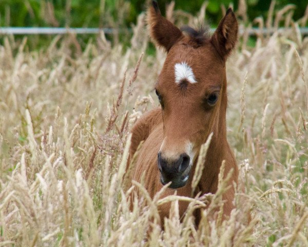 horse Nessis Sunlight DC (German Riding Pony, 2016, from Steendieks Clint Eastwood)