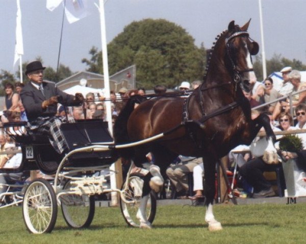 stallion Lorton (KWPN (Royal Dutch Sporthorse), 1993, from Wouter)