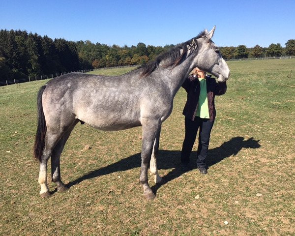 horse C-Berlin (Oldenburg show jumper, 2014, from Can Fly Berlin)