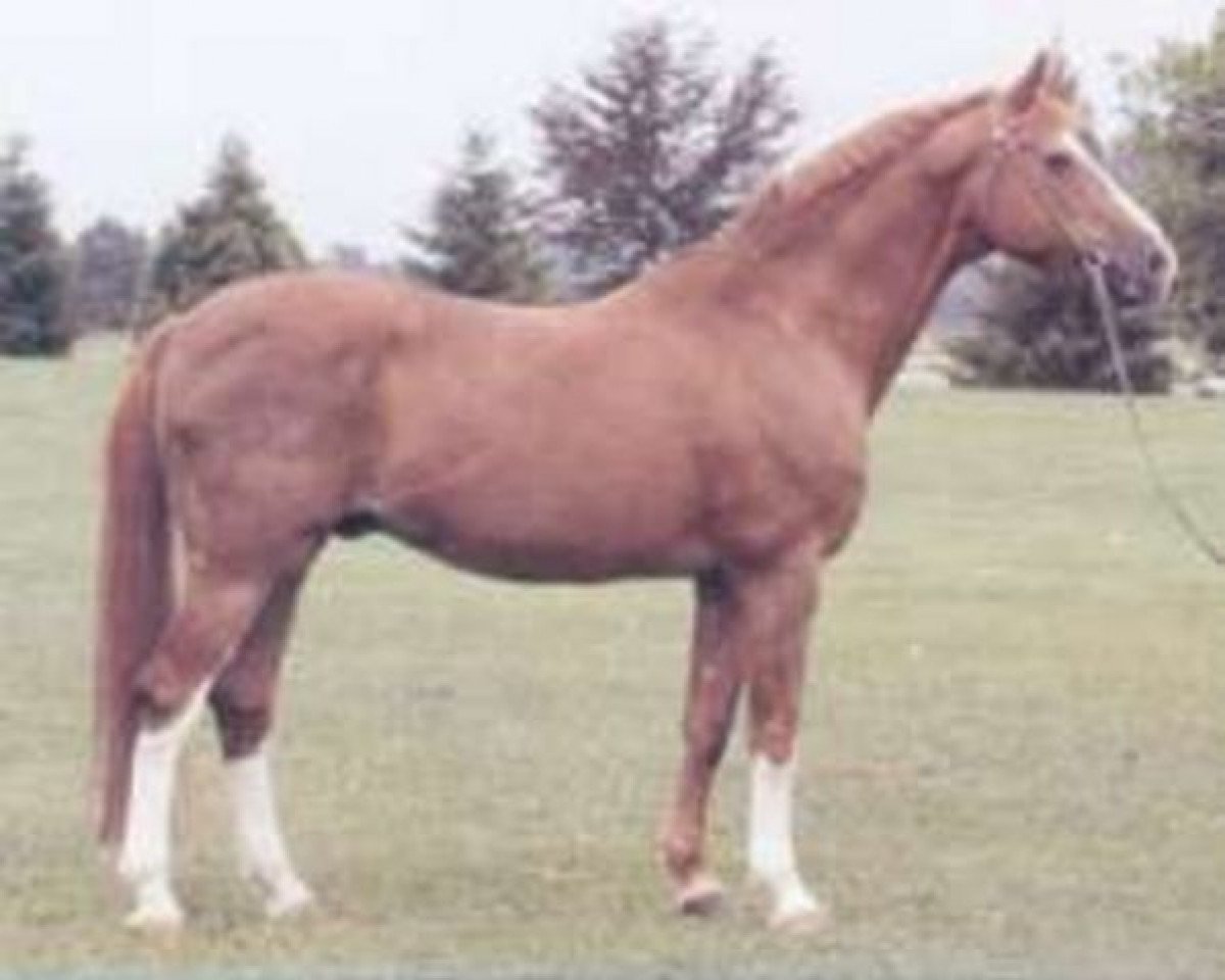 Deckhengst Aristocrate (Schweizer Warmblut, 1969, von Aladin)