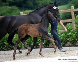 Deckhengst Brilliant 58 (Westfale, 2016, von Baccardi)