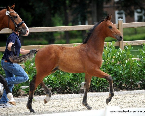 horse Hengst von Baccardi / Lissaro (Westphalian, 2016, from Baccardi)