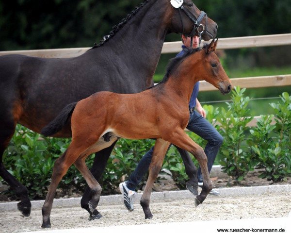 horse Hengst von Baccardi / Santino (Westphalian, 2016, from Baccardi)