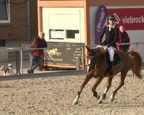 Reitturnier Durmersheim-Hardt 2021