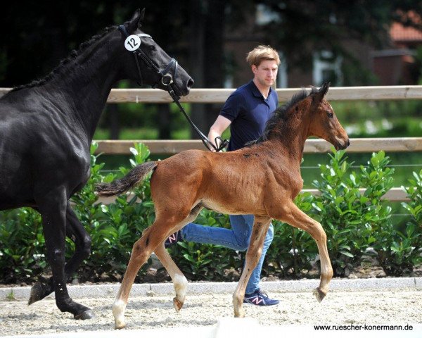 Pferd Hengst von Champagner / Desiderius L (Westfale, 2016, von Champagner)