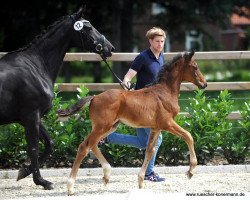 Pferd Hengst von Champagner / Desiderius L (Westfale, 2016, von Champagner)