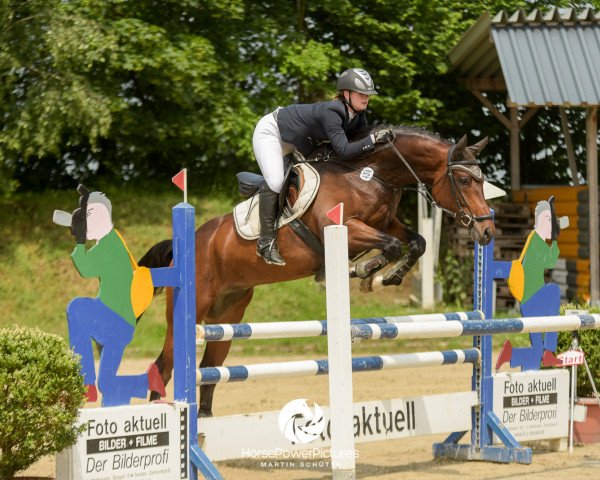 Springpferd Courier (Westfale, 2011, von Cornado NRW)
