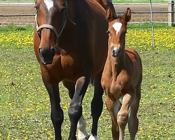 broodmare Octavia Incipit (Bavarian, 1995, from Lord Incitatus)