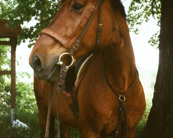 broodmare Utopie (Noble Warmblood, 1982, from Uhland 2622)