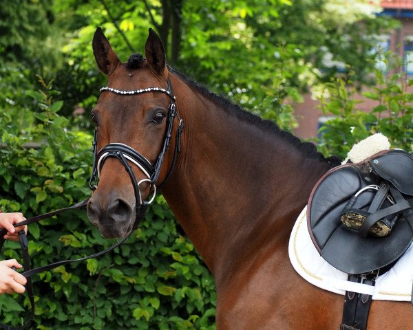 horse Durella (German Riding Pony, 2009, from Classic Dancer I)