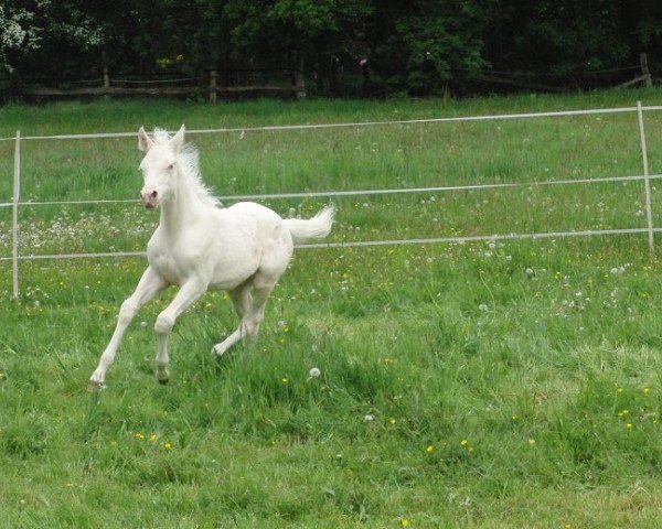 horse Mac Dreamy (German Riding Pony, 2015, from MacGyver R)