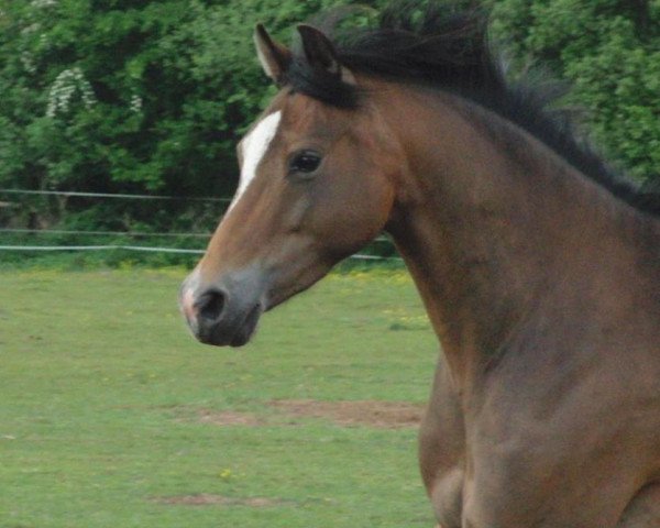 broodmare Gabria (German Riding Pony, 2005, from Halifax)