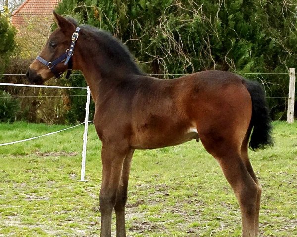 Pferd Magic Romance (Oldenburger, 2016, von For Romance I)