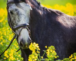 Springpferd Facile Foster (unbekannt, 2011)