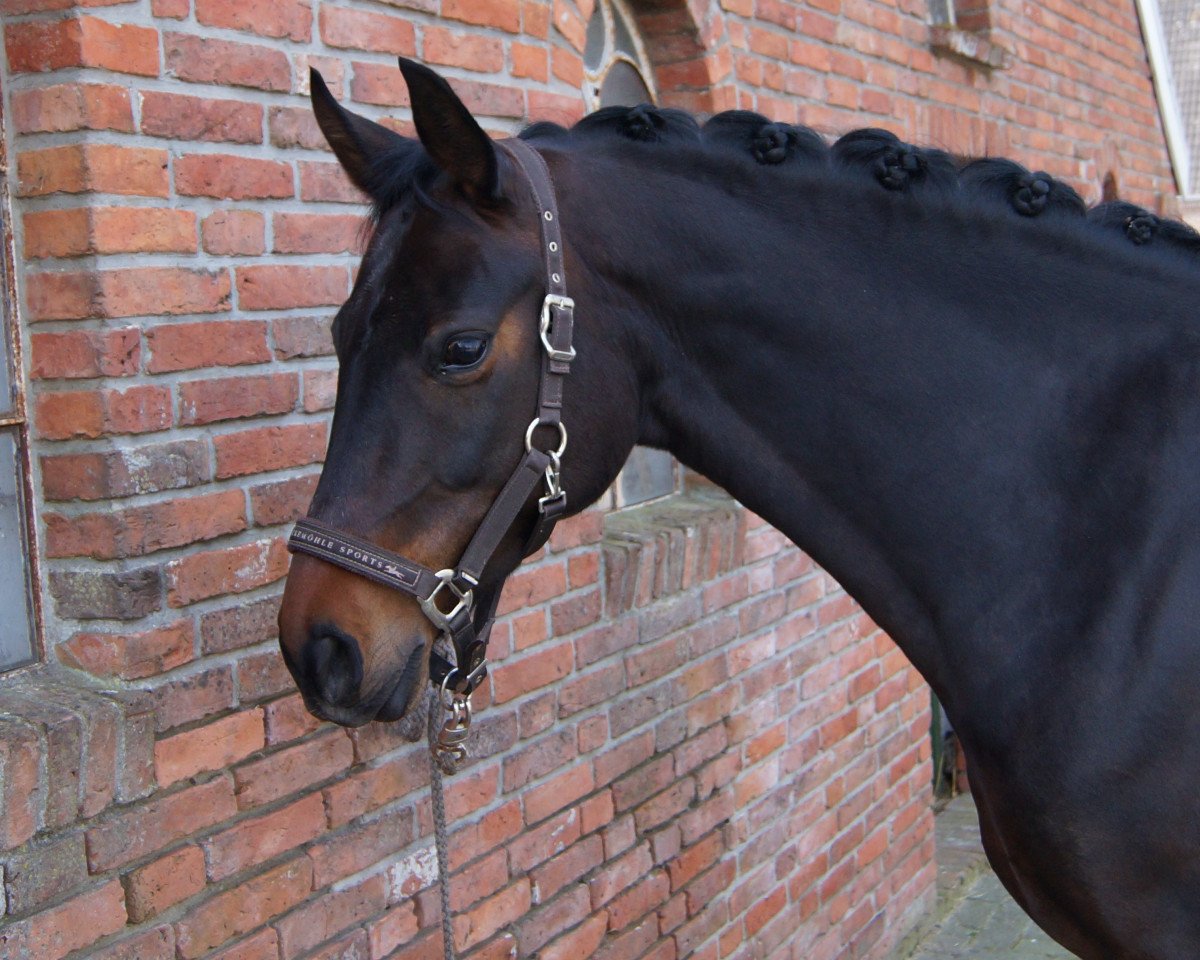 Zuchtstute My Something Special (Oldenburger, 2008, von Samba Hit III)