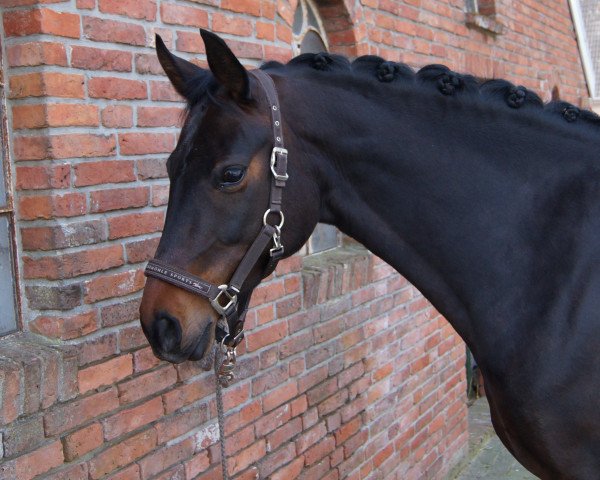 broodmare My Something Special (Oldenburg, 2008, from Samba Hit III)