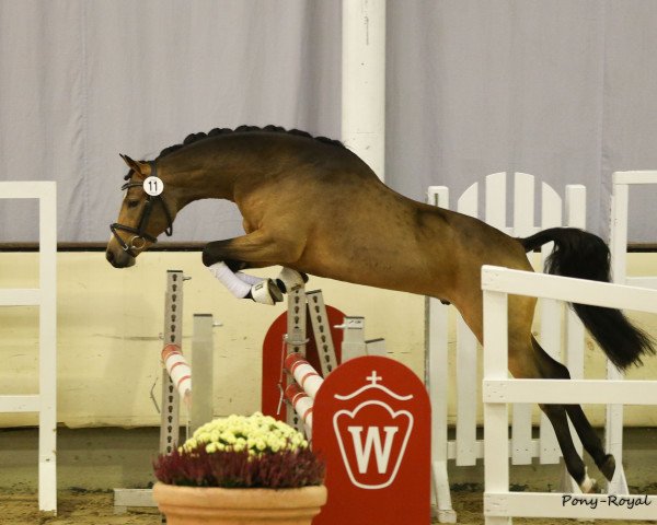 dressage horse Chocolate FH (German Riding Pony, 2013, from Caramel FH WE)