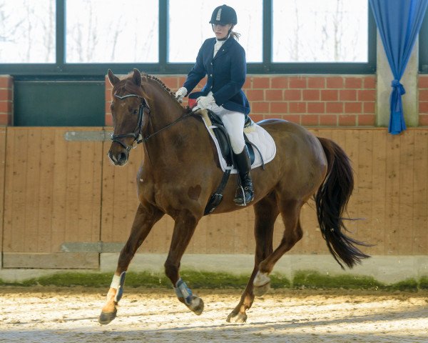 dressage horse Lennardt 4 (Westphalian, 2006, from Laudabilis)