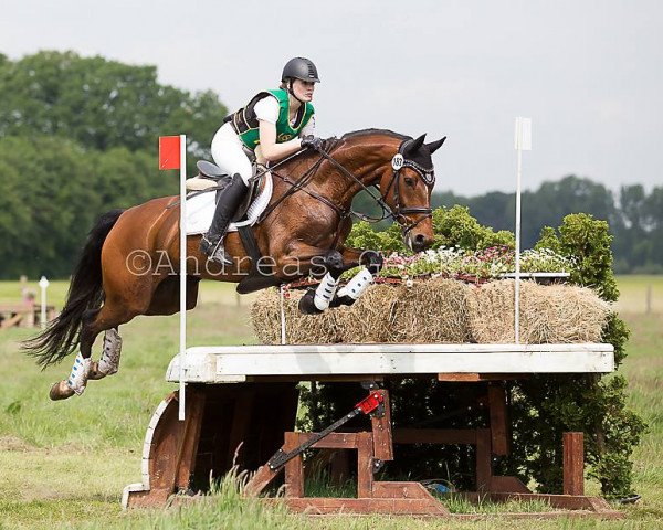 broodmare Schayenna (Hanoverian, 2008, from Santino)