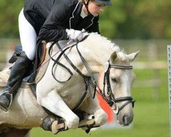 dressage horse Michel 199 (unknown, 2008)