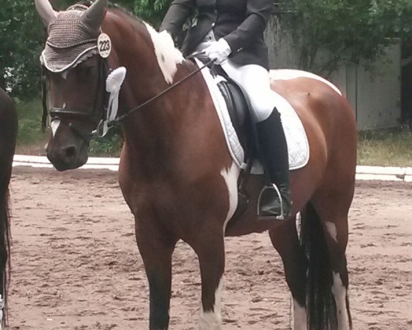 broodmare Sembaya W (German Warmblood, 2008, from Semper)