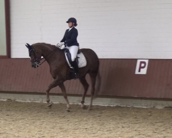 Reitturnier Lembeck 2019