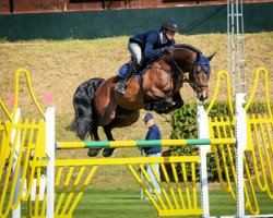 jumper Indorado van het Heike (Belgian Warmblood, 2008, from Darco)