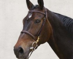jumper Cornet's Hope (Oldenburg, 2004, from Cornet Obolensky)