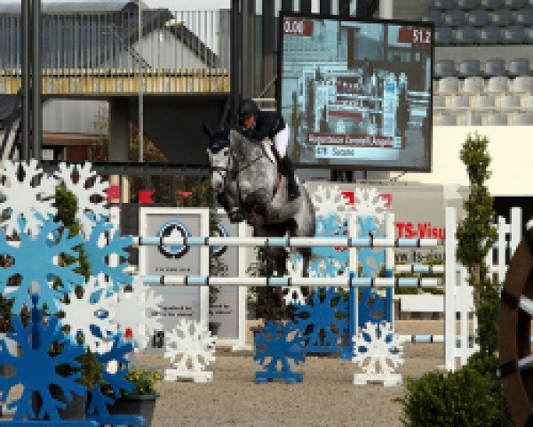 jumper Sucano (Holsteiner, 2007, from Clarimo Ask)