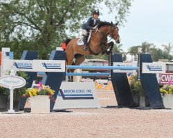 jumper Artemis (anglo european sporthorse, 2005, from Unex Chamberlain Z)