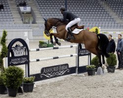 jumper Alvatore (KWPN (Royal Dutch Sporthorse), 2005, from Salvatore)