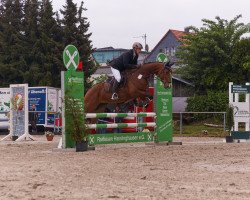 jumper Ladykracher 30 (Hanoverian, 2010, from Lord Pezi)