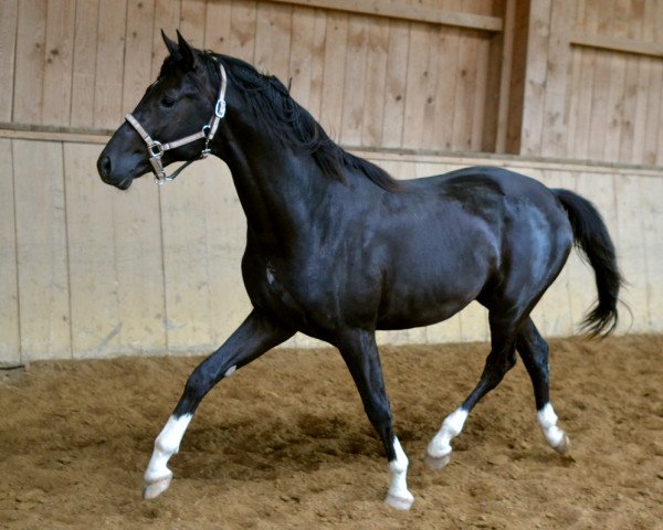 horse Monsun (Trakehner, 2014, from Hirtentanz 2)