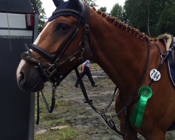 jumper Rynkeby's Krugerrand (Danish Warmblood, 2011, from Lambrusco Ask)