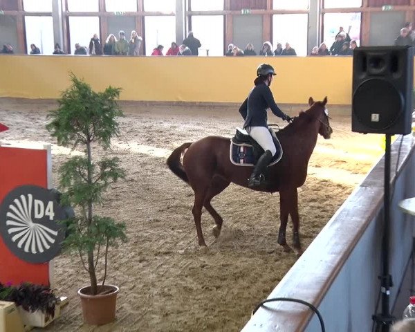 Reitturnier Prussendorf 2019