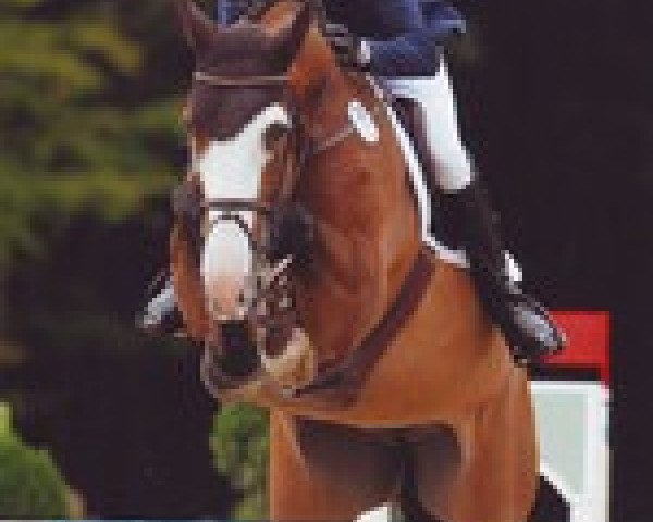 broodmare Trivigiana (Holsteiner, 2003, from Cassini I)