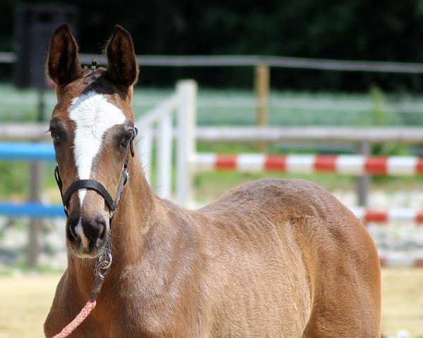 horse Platino Blue (German Sport Horse, 2014, from Plot Blue)