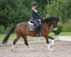 Cavallo da Dressage Proud Guilia 148 (Pony da Sella Tedesco, 2004, di Dexter)