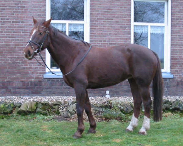 broodmare Holandra (KWPN (Royal Dutch Sporthorse), 1989, from Amethist) broodmare Holandra (KWPN (Royal Dutch Sporthorse), 1989, from Amethist)