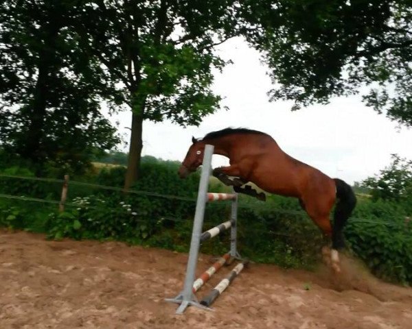 broodmare Tango-Landra van de Soestwetering (KWPN (Royal Dutch Sporthorse), 2000, from Hemmingway)