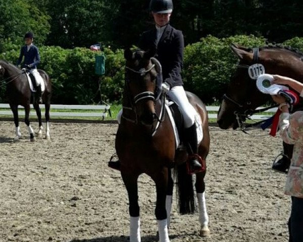dressage horse Ringo Pride (German Riding Pony, 2007, from Proud Rocketti)