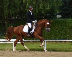 dressage horse Quid Pro Quo 3 (German Sport Horse, 2013, from Quadroneur)
