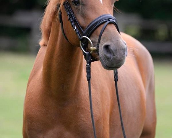 Zuchtstute Diamond Rose (Deutsches Reitpony, 2012, von Diamond of Lord RB)