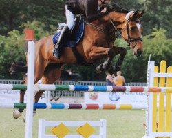jumper Cherlock (Hanoverian, 2002, from Contendro I)