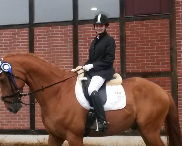dressage horse Prior 23 (Rhinelander, 2002, from Pik Labionics)