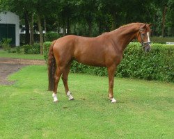 dressage horse Quiabolo (Hanoverian, 2012, from Quasar de Charry)